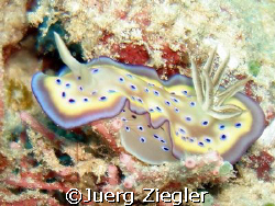 Beautiful Nudy shows her smile!

Mataking Island, Sabah... by Juerg Ziegler 